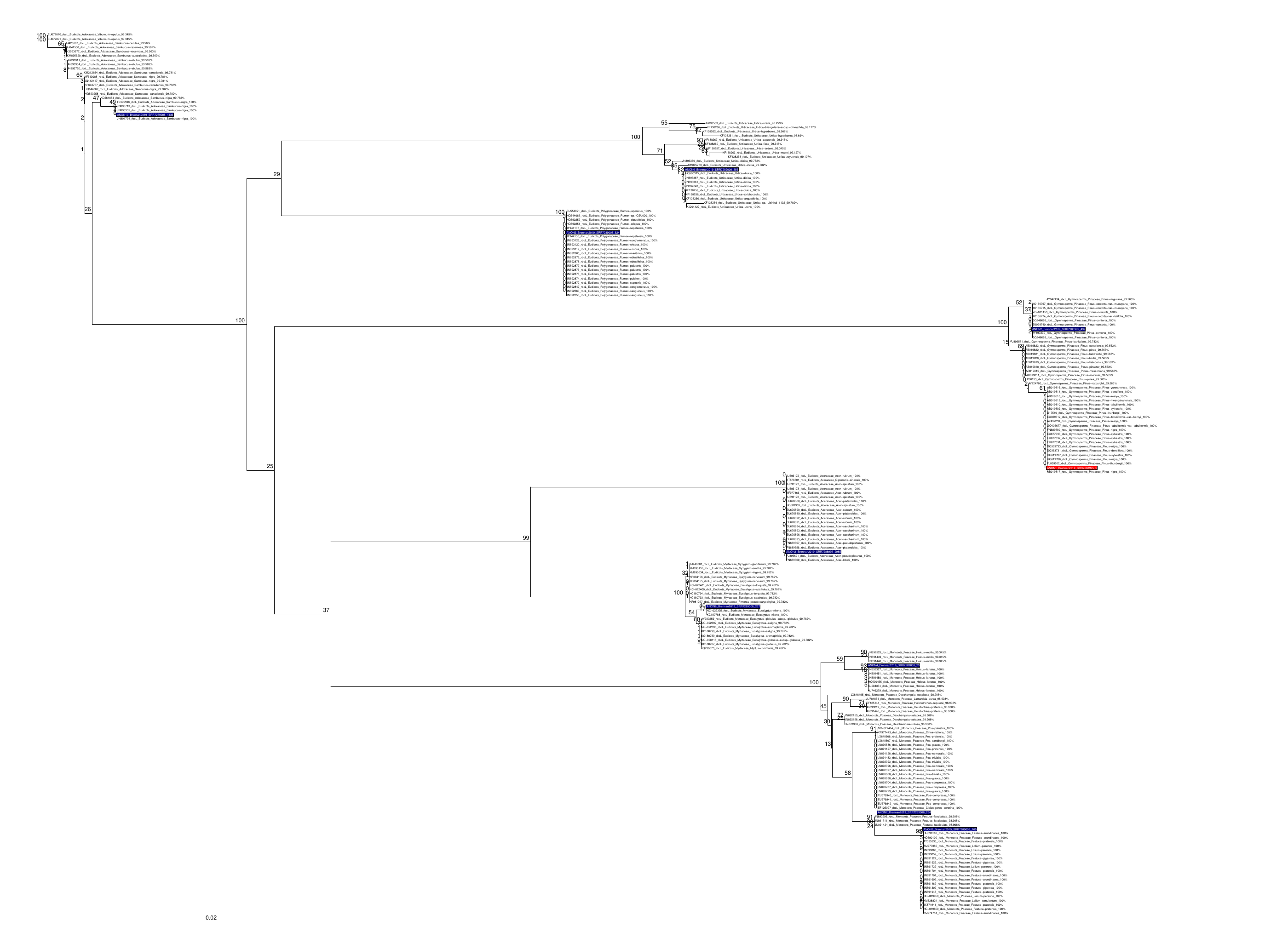 rbcL neighbour-joining tree with query labels and bootstrap support